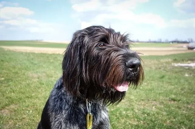 Korthals Griffon – köpek ırkı