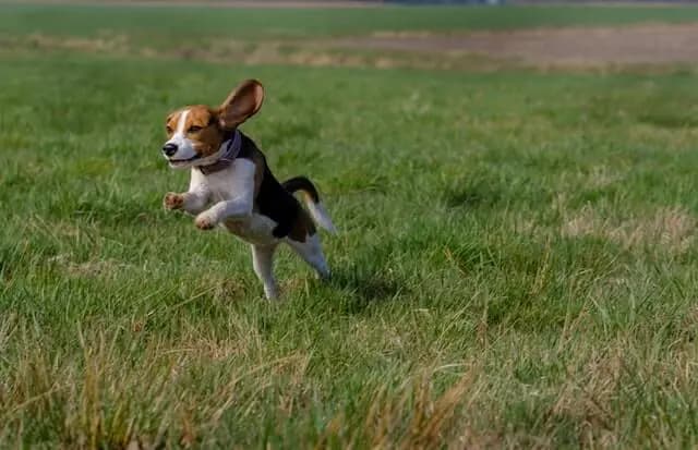 Treeing Walker Coonhound – hunderace