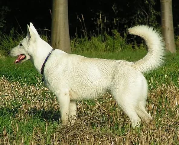Berger Blanc Suisse – race de chien