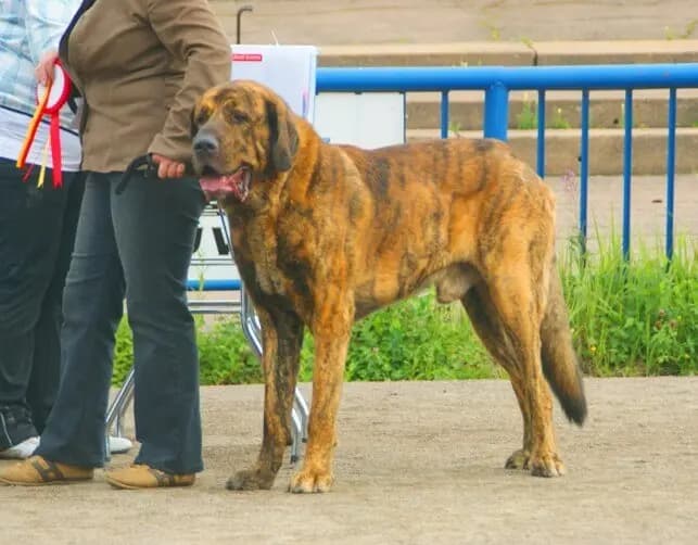 İspanyol Mastifi – köpek ırkı