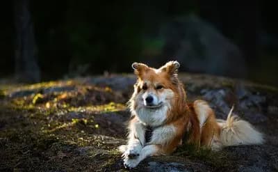İzlanda Çoban Köpeği – köpek ırkı