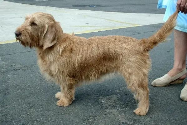 Basset fauve de Bretagne – race de chien