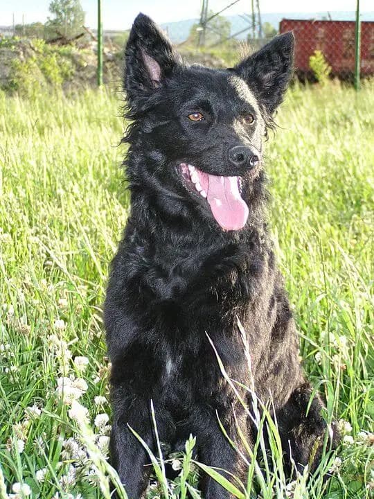 Berger croate – race de chien