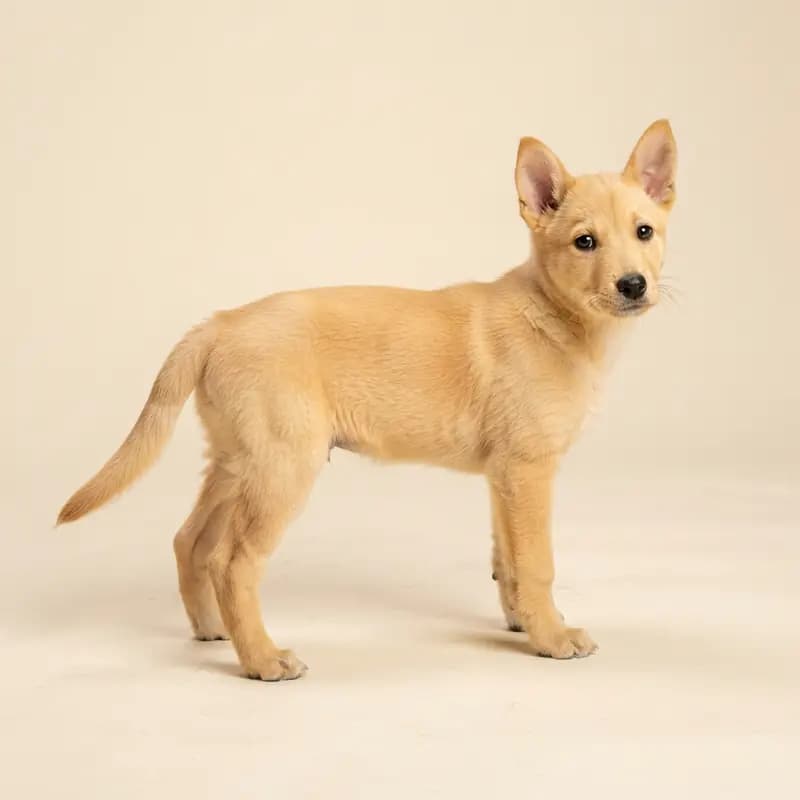 Carolina Dog Welpe in Geel
