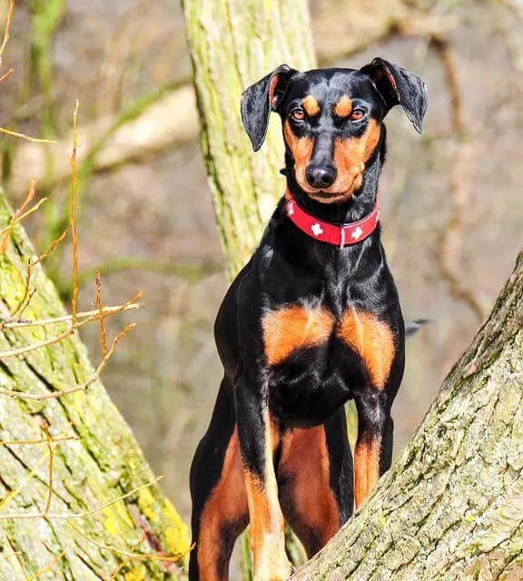 Alman Pinscher – köpek ırkı