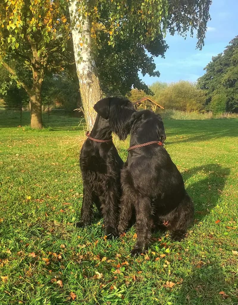 Riesenschnauzer – hunderace
