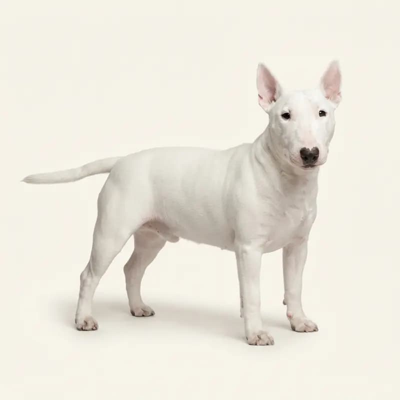 Bull Terrier miniature adulte en Blanc