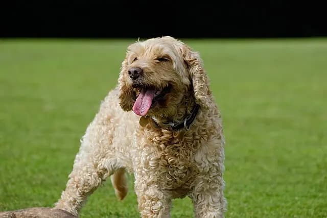 Cockapoo – race de chien