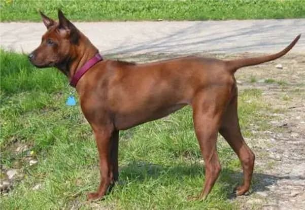 Chien thaïlandais à crête dorsale – race de chien
