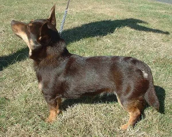 Lancashire Heeler – hunderace