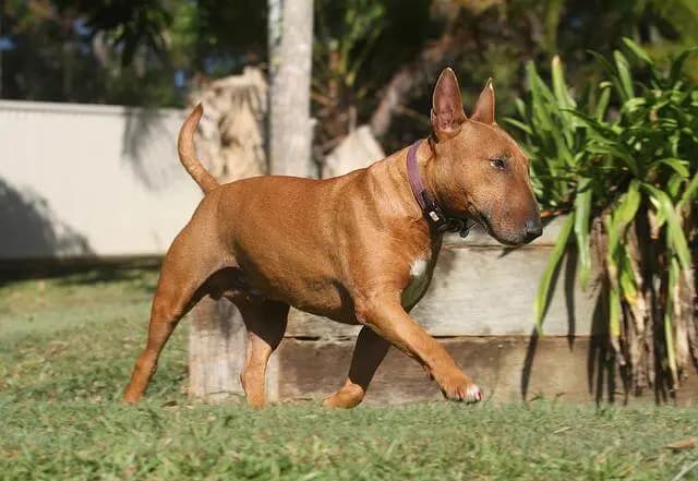 Bull Terrier miniature – race de chien