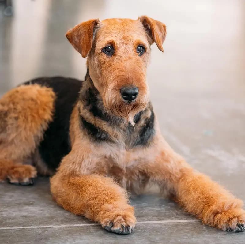 Airedale Terrier – hunderace
