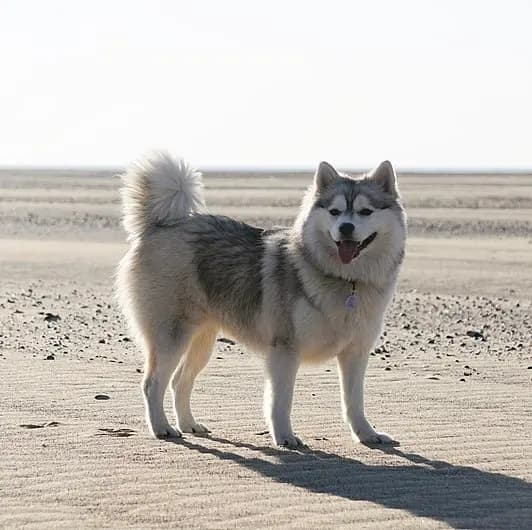 Pomsky – köpek ırkı