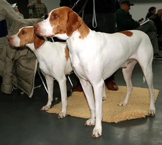 Braque Saint-Germain – köpek ırkı