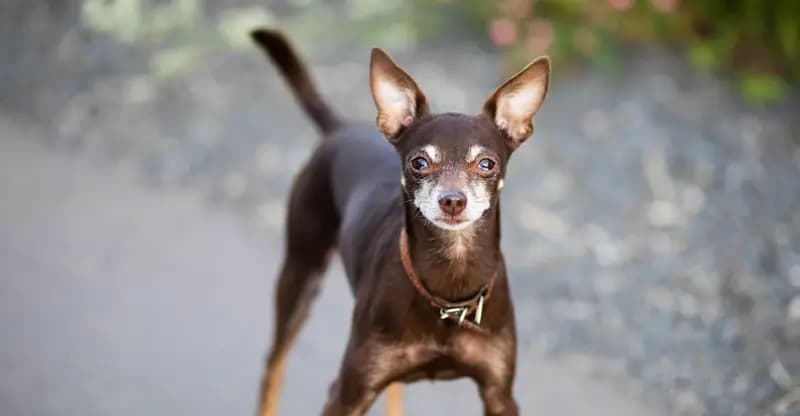 Ratier de Prague – race de chien