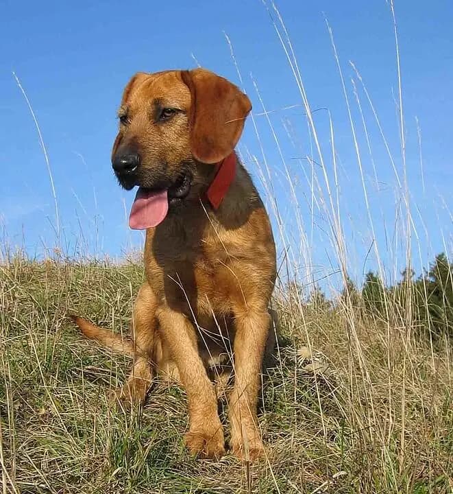 Steiermark Tel Tüylü Tazısı – köpek ırkı