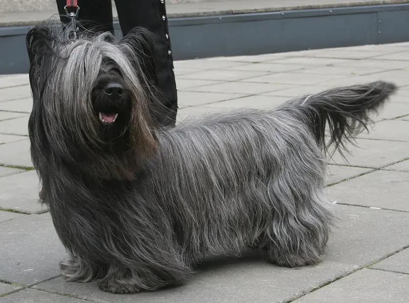 Skye Terrier – hunderace