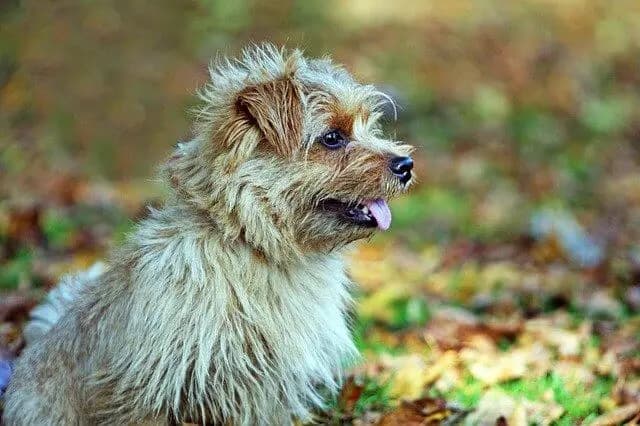 Norfolk Teriyeri – köpek ırkı