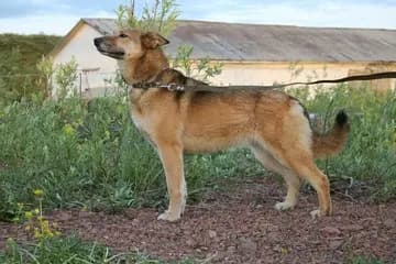 Chinook – hunderace
