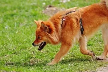 Spitz finlandais – race de chien