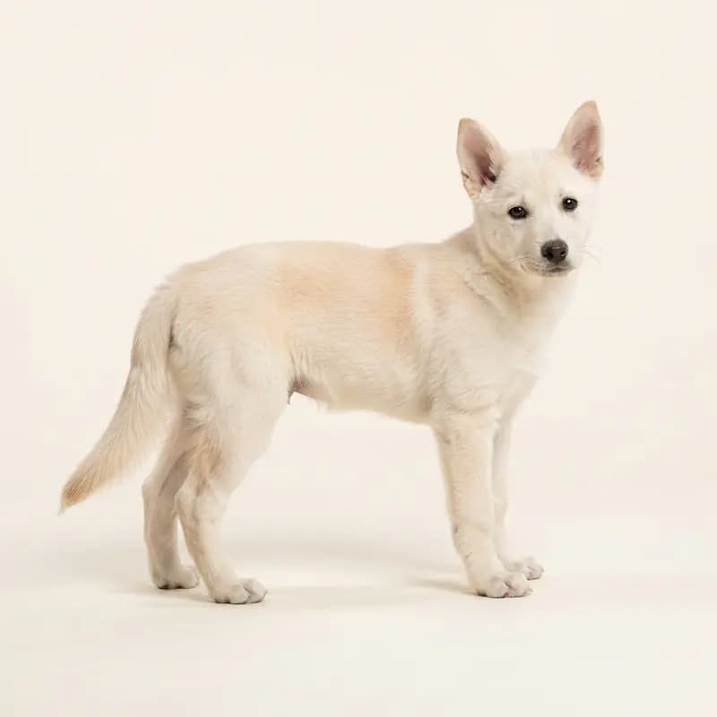 Kanaänhond Welpe in Crème