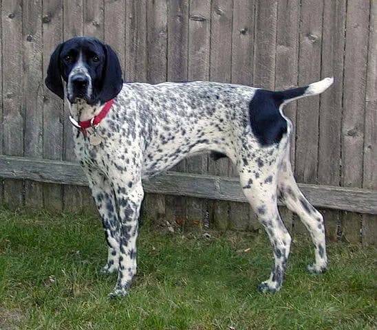 Braque d'Auvergne – köpek ırkı