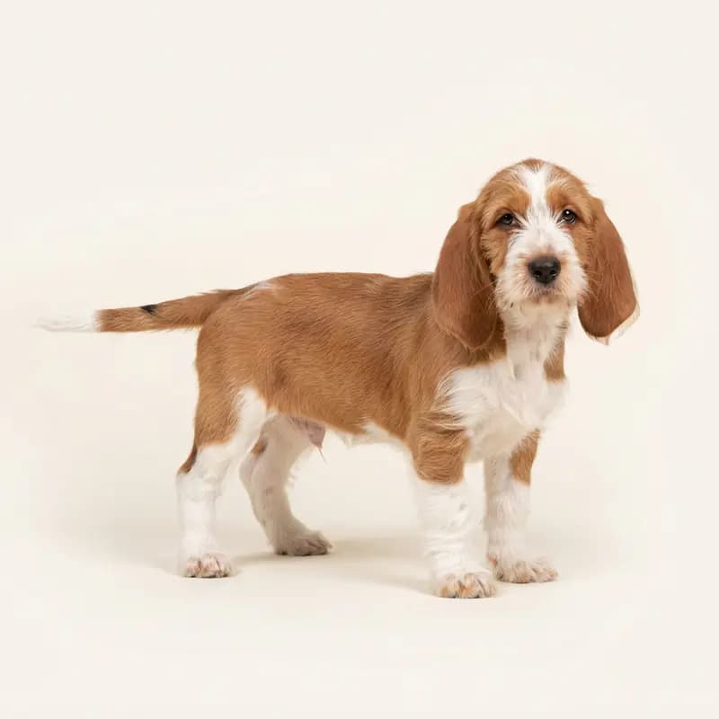 Grand Basset Griffon Vendéen Welpe in Rood-wit