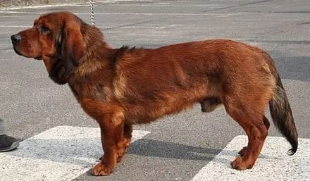 Alp Tazısı – köpek ırkı