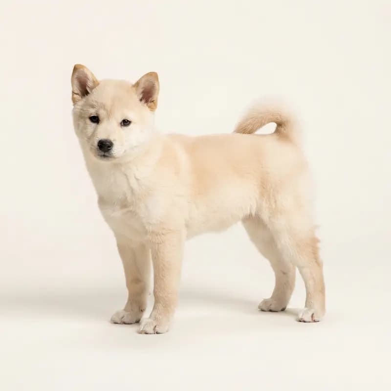 Shiba Welpe in Creme