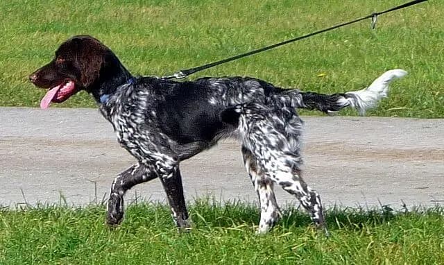 Kleiner Münsterländer – hunderace