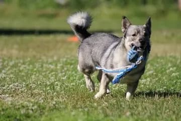 Västgötaspets – hunderace