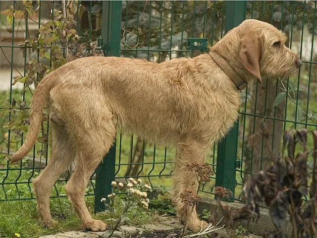 Bretonya'nın Fawn Griffon'u – köpek ırkı