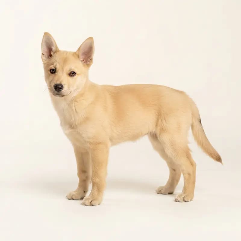 Norveç Lundehund Welpe in Fawn