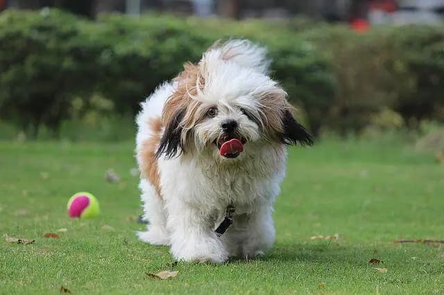 Lhasa Apso – hunderace