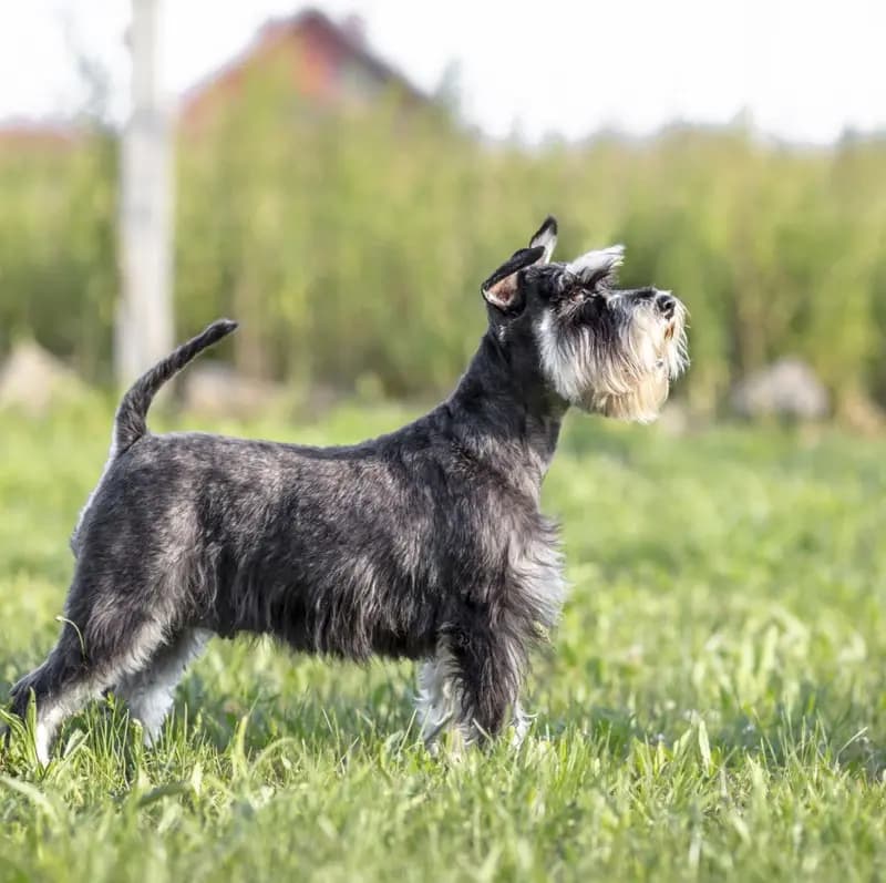 Schnauzer – hunderace