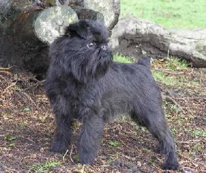 Griffon belge – race de chien