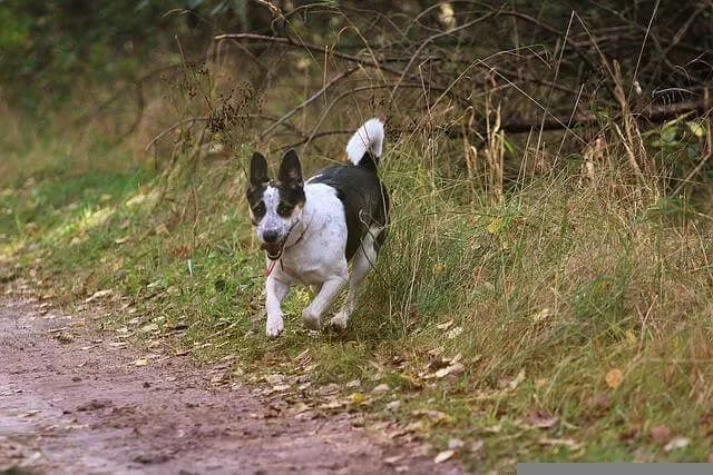 Rat Terrier – hunderace