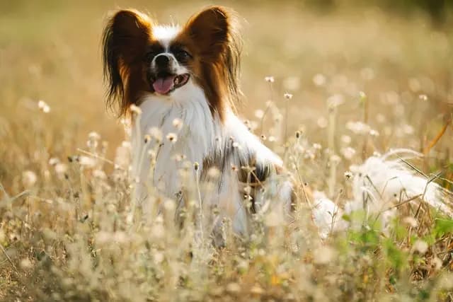 Épagneul nain continental (Phalène) – race de chien