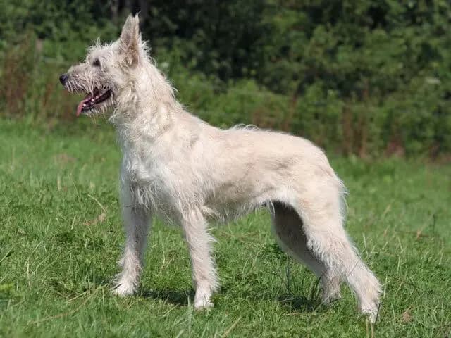 Ardense Bouvier – hondenras