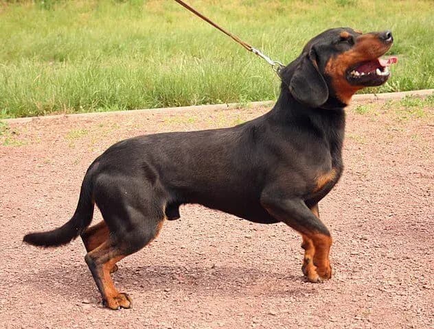 Slovak Kopov – köpek ırkı
