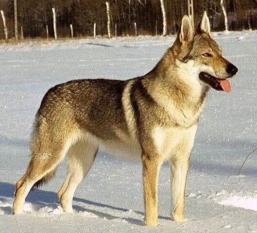 Çekoslovak Kurt Köpeği – köpek ırkı