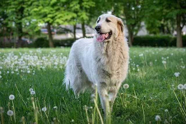 Pirene Dağ Köpeği – köpek ırkı