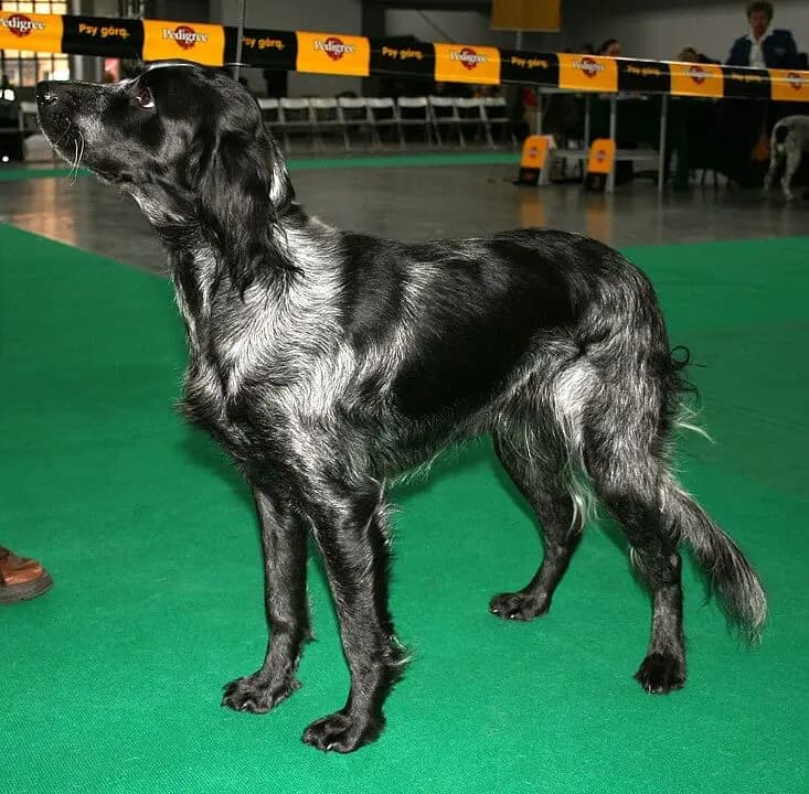 Mavi Picardy Spaniel – köpek ırkı