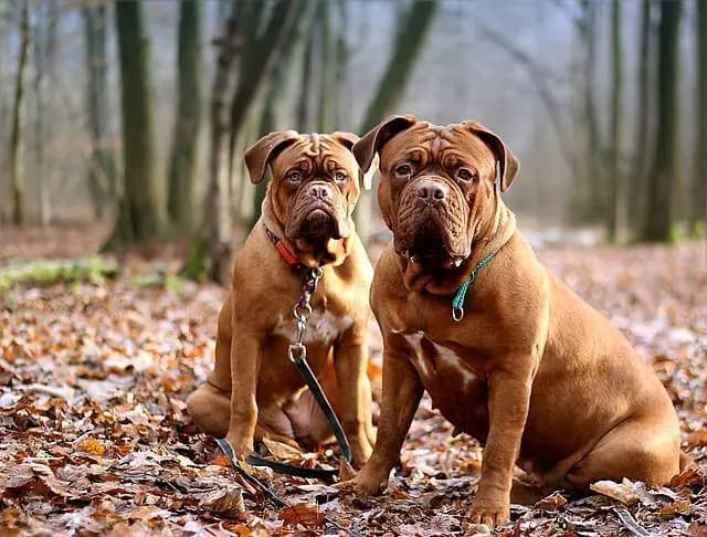 Bordeaux Köpeği – köpek ırkı