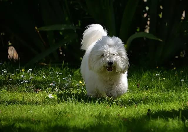 Coton de Tulear – hunderace