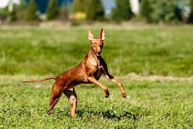 Chien du Pharaon – race de chien