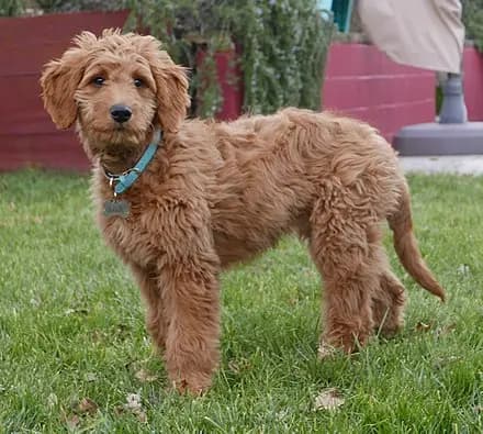 Goldendoodle – köpek ırkı