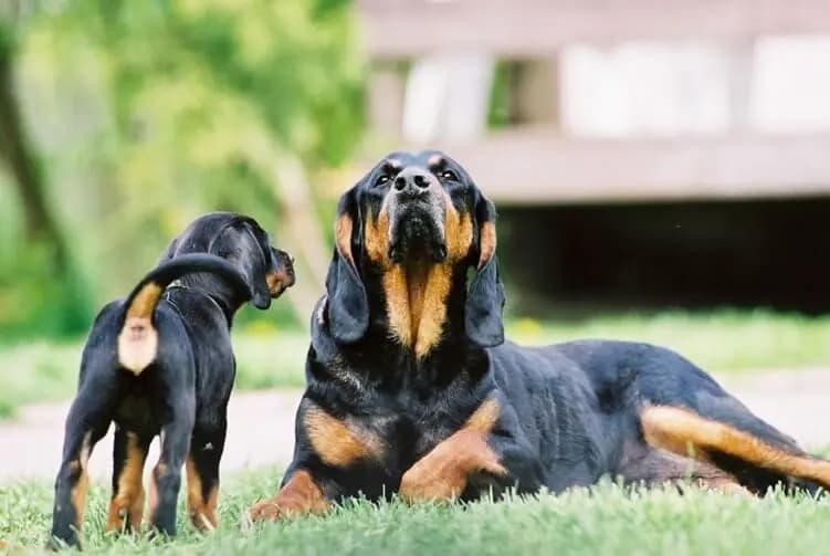 Black and tan coonhound – rasa psa