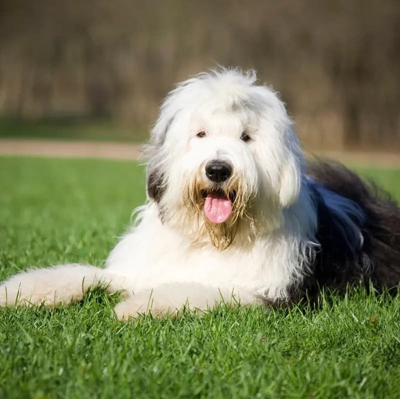 Old English Sheepdog – hunderace