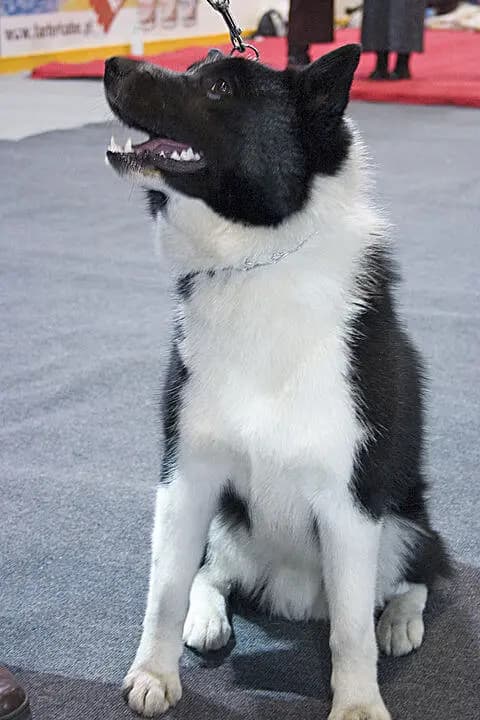Laika (Rus-Avrupalı) – köpek ırkı